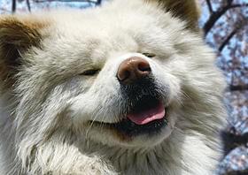 完成を待っていてね「わさお」