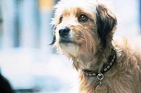 愛らしい子犬キャラがスクリーンに帰ってくる「ベンジー」