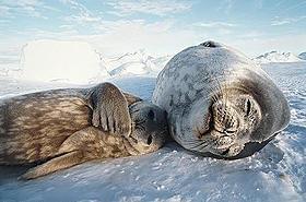 陸・海・空で暮らす動物たちの“生きる”姿を収録「ライフ いのちをつなぐ物語」