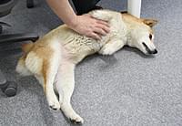 画像8
