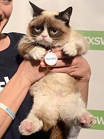 ネットを席巻しているスーパースター猫「ガーフィールド」