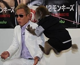 サルのりくくんの飛び蹴りをくらうじゅんいちダビッドソン「12モンキーズ」