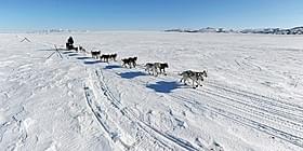 厳冬の地で活躍するアラスカの犬ぞり「バルト」