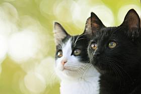 「猫なんかよんでもこない。」主演猫のチンとクロ「猫なんかよんでもこない。」