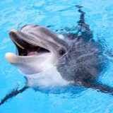 Love dolphin