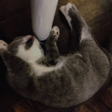 クモサワ