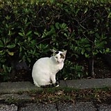 あやぽん