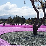 秋桜