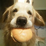 犬専用hamburger