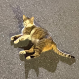 あぽろ