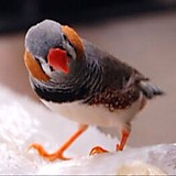 キンカチョウ
