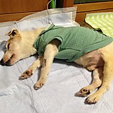 ドンちゃん