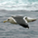 albatrossII