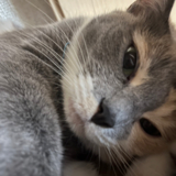 ふにゅん
