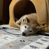 ざおとん