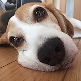 Beagle Hana