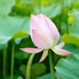 未蕾