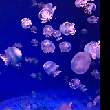 jellyfishmk