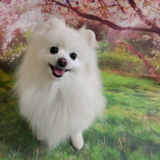 あや