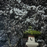 松
