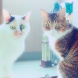 ののCats