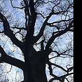 arbre_de_film