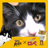 くろすけ