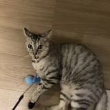 コロ