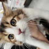 ゆみゆみ