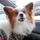 ケンゴジェリー