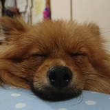 ぱかぱか