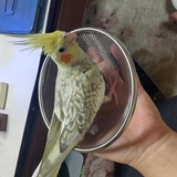 東雲羚