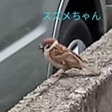 ワセイ
