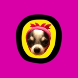 Gizmooo