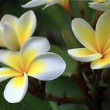 Plumeria