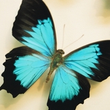 Nanan