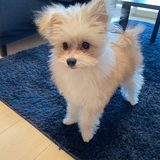 たーさん