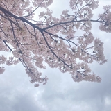 Hako