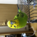 ブーブ
