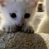 ユイ