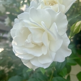 Marie