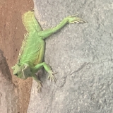 ふゆ