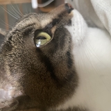 クロさん