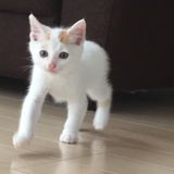 あゆ