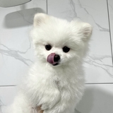 もえちゃんだにょ