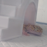 およよ