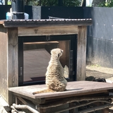 め