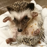 しえる