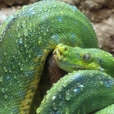 ぴょんきち