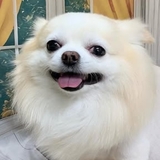 忍者黒影